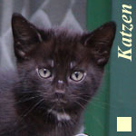 Die Katzen