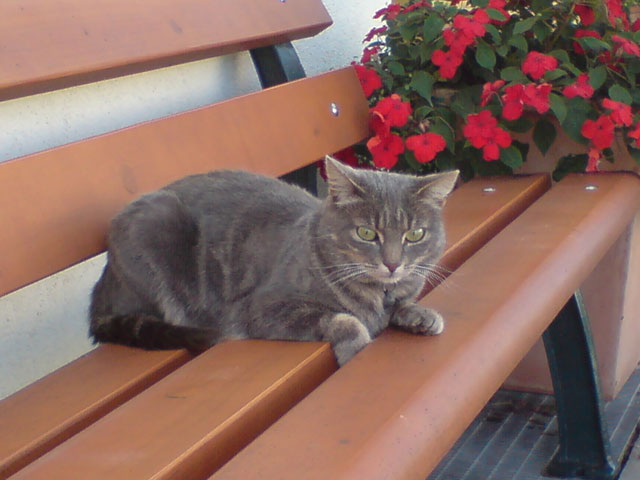 Sternli 2008
