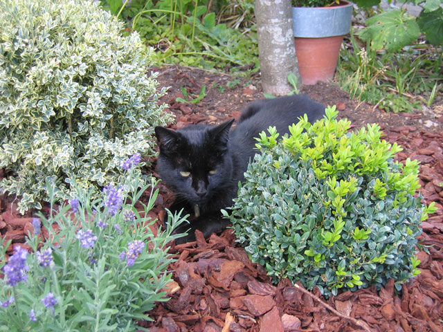 Teddy 2008